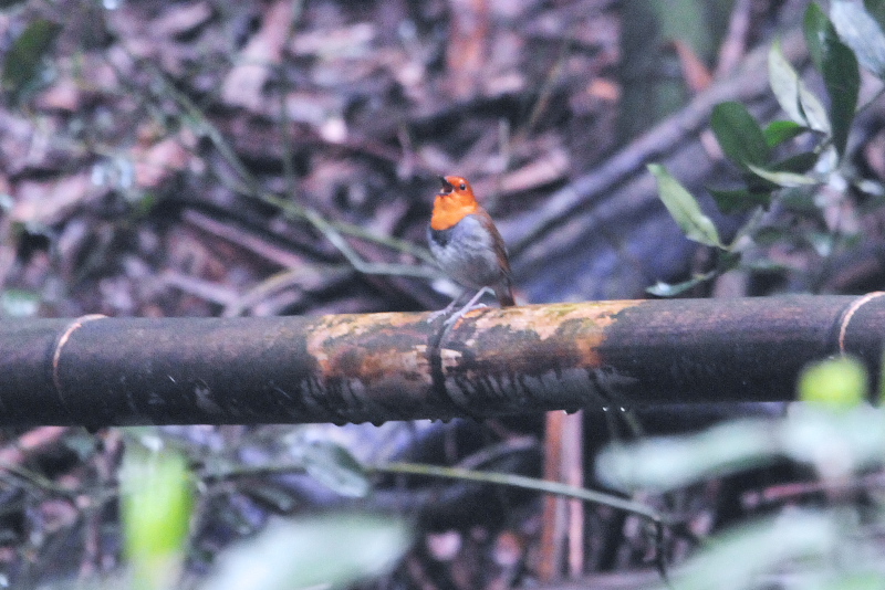 男山の鳥たち　コマドリ（３態-3）　八幡市　2015/04/11　Photo by Takase