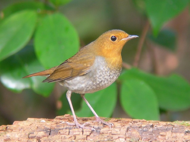 @ R}h @s䉑@2006/11/10@ Photo by Takayama