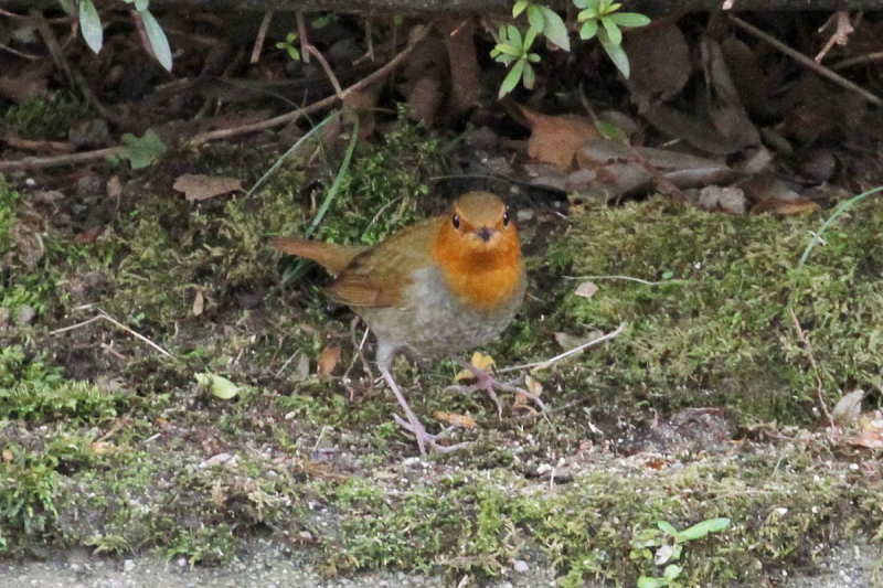 R}h @@iQ-1j@@s@2014/10/23@ Photo by Manda