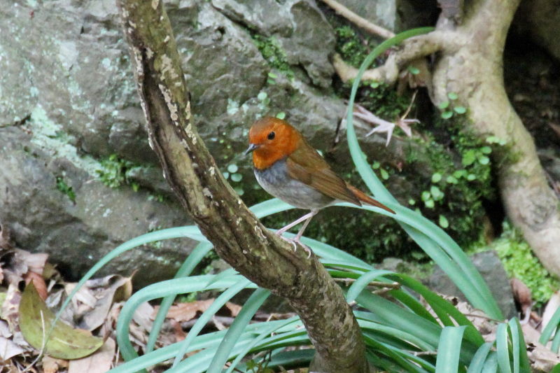 R}h @@iW-1j@ʁ@s@2015/04/16@ Photo by Manda