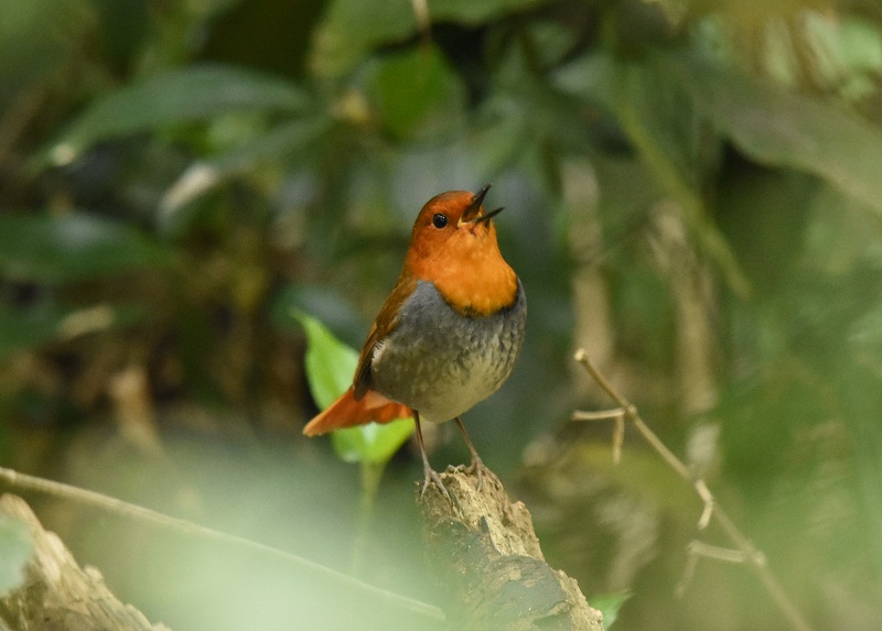 コマドリ ♂　（４態-1）　男山　八幡市　2016/04/15　Photo by Hayashi