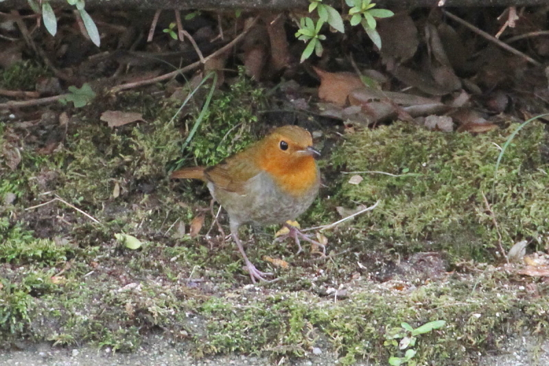 R}h @@iQ-2j@@s@2014/10/23@ Photo by Mand