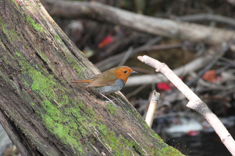 R}h @@iW-2j@ʁ@s@2015/04/16@ Photo by Manda