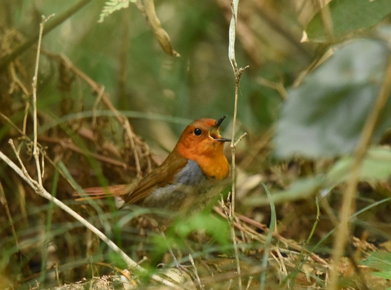 コマドリ ♂　（４態-2）　男山　八幡市　2016/04/15　Photo by Hayashi