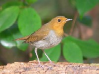 R}h@s䉑@2006/11/10@Photo by Takayama