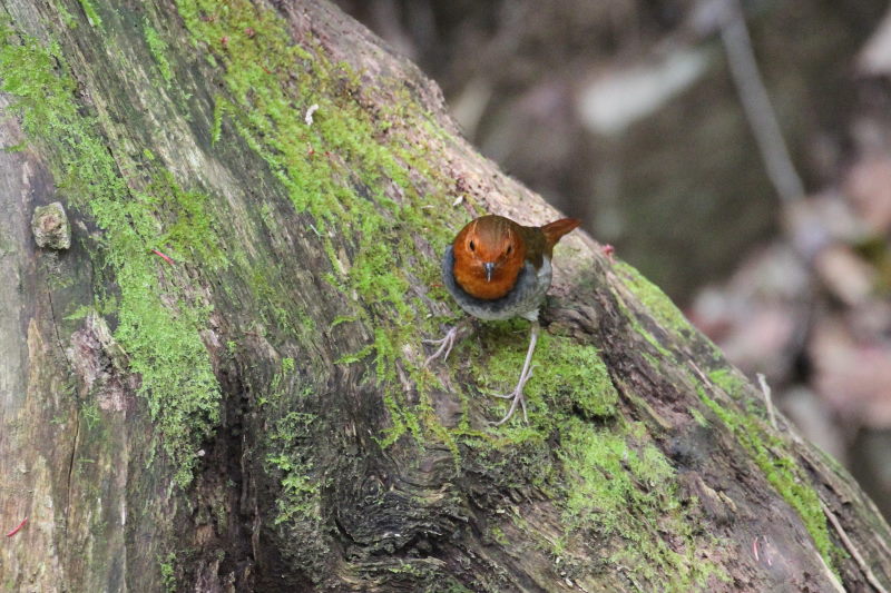 R}h @@iW-3j@ʁ@s@2015/04/16@ Photo by Manda