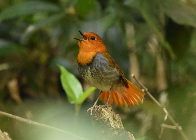 コマドリ ♂　（４態-3）　男山　八幡市　2016/04/15　Photo by Hayashi