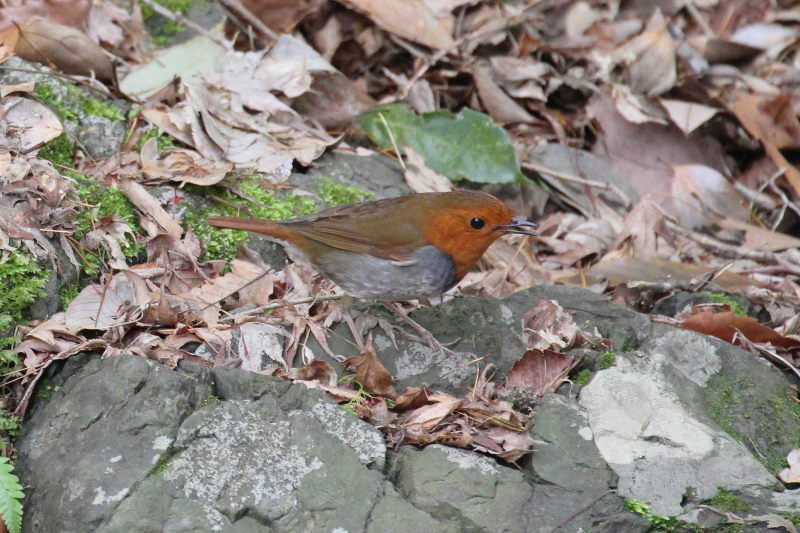 R}h @@iW-4j@ʁ@s@2015/04/16@ Photo by Manda