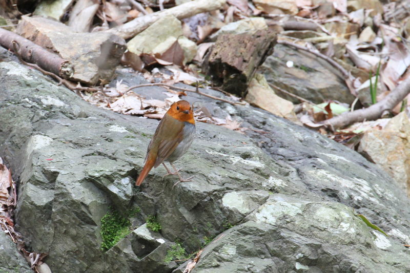 R}h @@iW-5j@ʁ@s@2015/04/16@ Photo by Manda