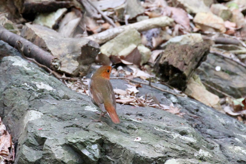 R}h @@iW-6j@ʁ@s@2015/04/16@ Photo by Manda