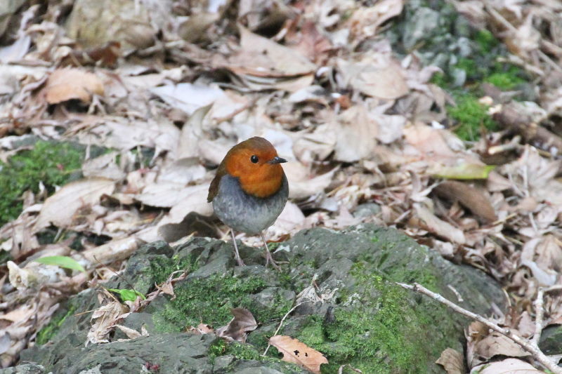 R}h @@iW-7j@ʁ@s@2015/04/16@ Photo by Manda