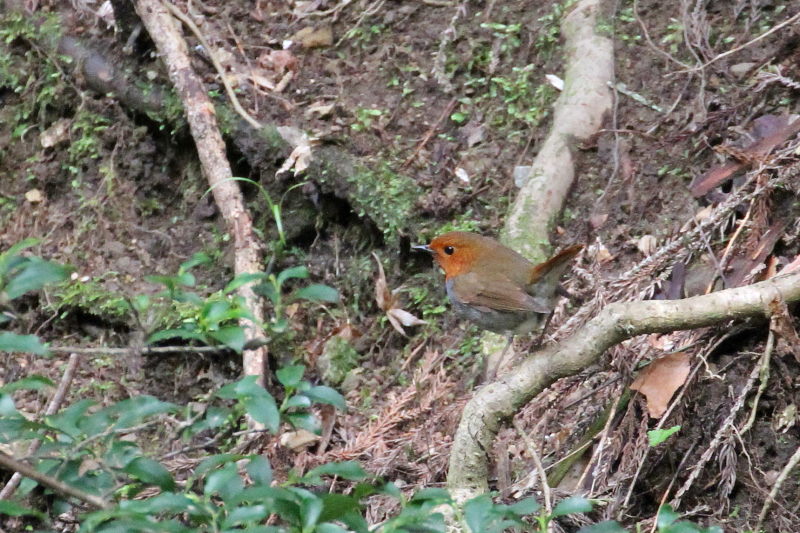 R}h @@iW-8j@ʁ@s@2015/04/16@ Photo by Manda