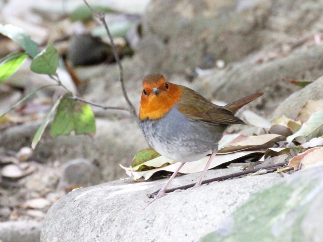 A R}h @@@s@2013/04/14@ Photo by Manda