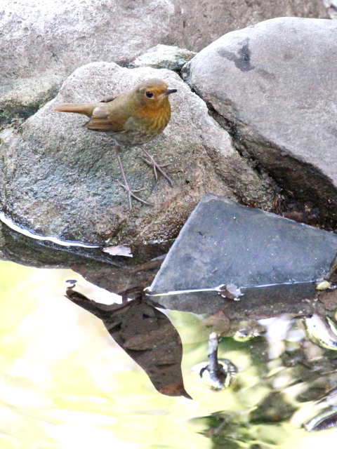 F  R}h @@@s@2013/11/05@ Photo by Manda