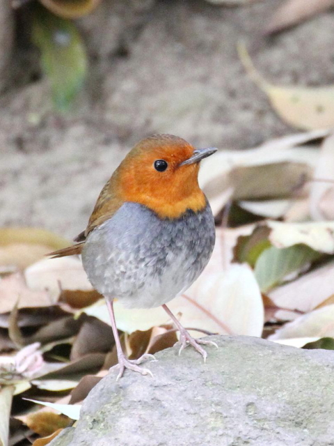 B R}h @@@s@2013/04/14@ Photo by Manda