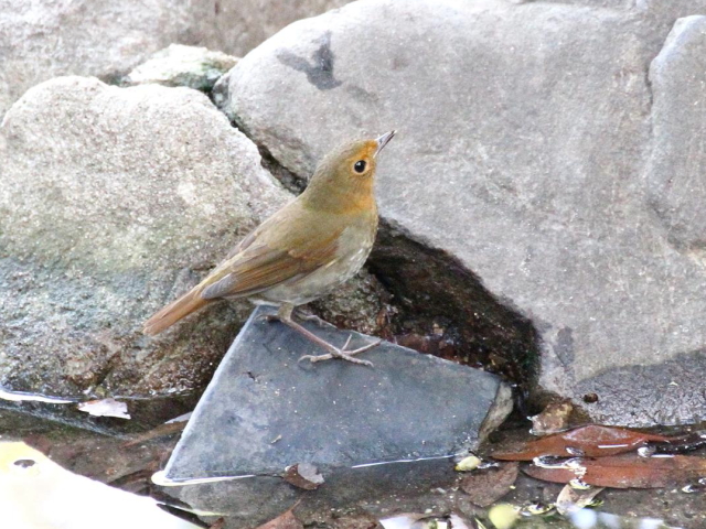 G  R}h @@@s@2013/11/05@ Photo by Manda