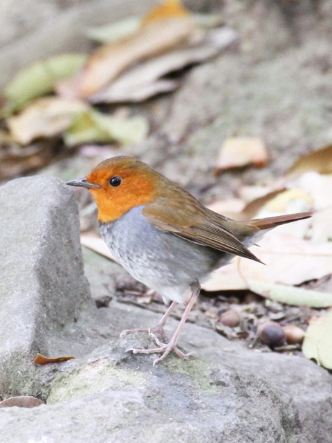 C R}h @@@s@2013/04/14@ Photo by Manda