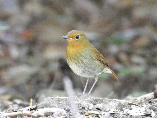 E  R}h @@@s@2013/11/05@ Photo by Manda