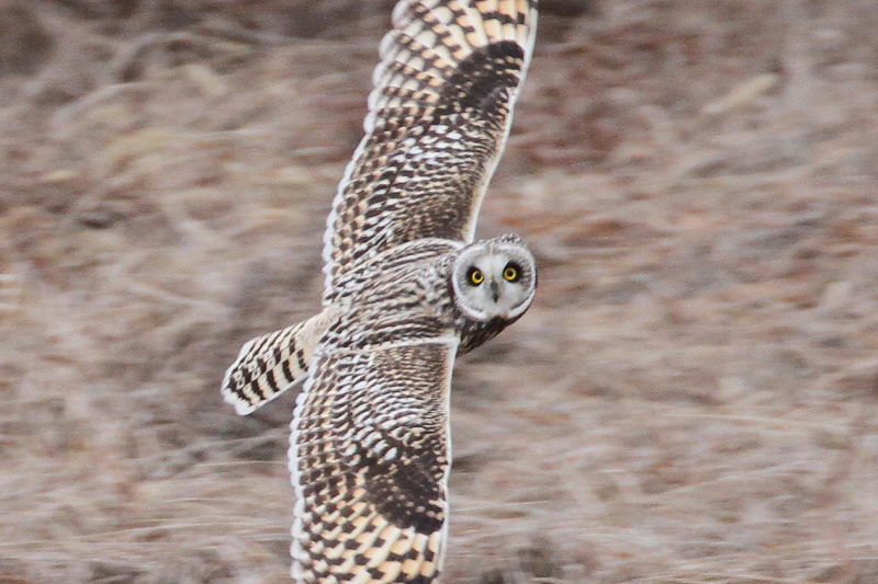 コミミズクの狩り （８態-1）　成鳥　淀川右岸　大阪府　2015/1/23　Photo by Manda