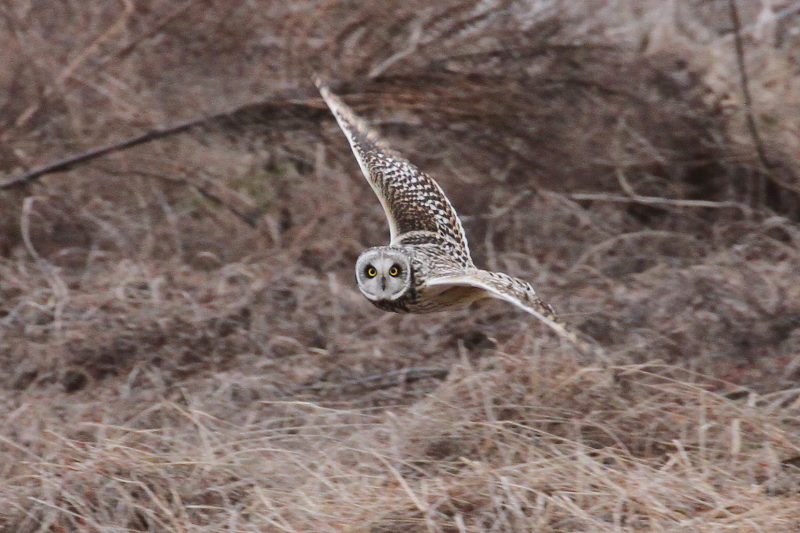 コミミズクの狩り （８態-2）　成鳥　淀川右岸　大阪府　2015/1/23　Photo by Manda