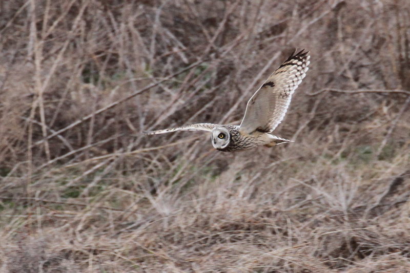 コミミズクの狩り （８態-3）　成鳥　淀川右岸　大阪府　2015/1/23　Photo by Manda