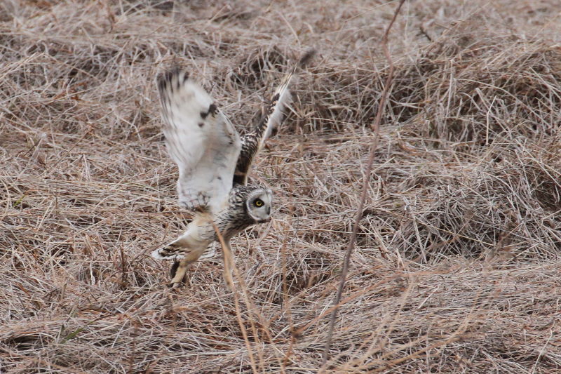 コミミズクの狩り （８態-4）　成鳥　淀川右岸　大阪府　2015/1/23　Photo by Manda