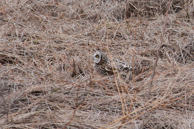 コミミズクの狩り （８態-5）　成鳥　淀川右岸　大阪府　2015/1/23　Photo by Manda