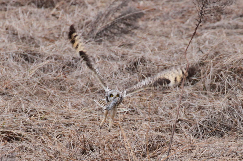 コミミズクの狩り （８態-6）　成鳥　淀川右岸　大阪府　2015/1/23　Photo by Manda
