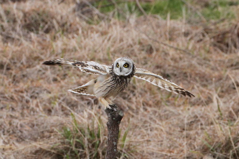 コミミズクの狩り （８態-7）　成鳥　淀川右岸　大阪府　2015/1/23　Photo by Manda