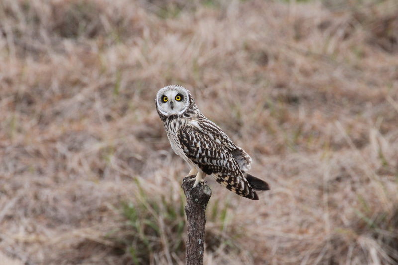 コミミズクの狩り （８態-8）　成鳥　淀川右岸　大阪府　2015/1/23　Photo by Manda