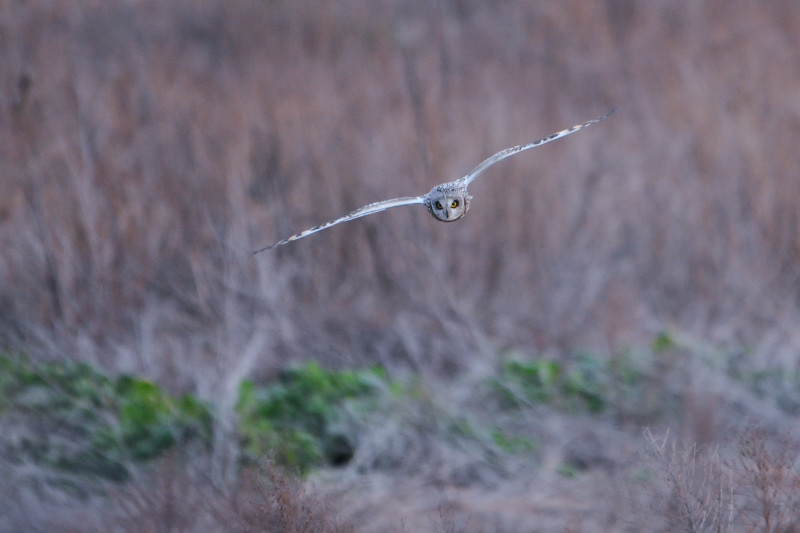 コミミズク （９態-1）　成鳥　淀川右岸　大阪府　2014/12/29　Photo by Takase