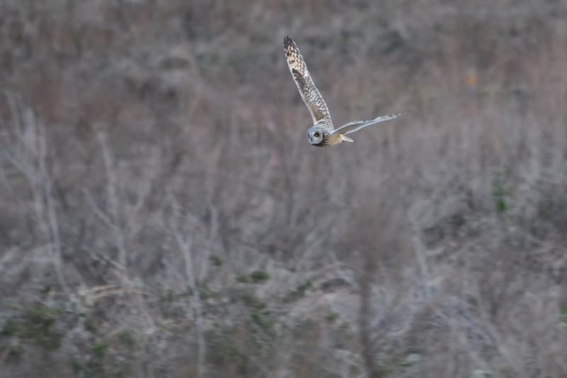 コミミズク （９態-2）　成鳥　淀川右岸　大阪府　2014/12/29　Photo by Takase