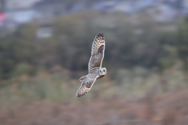 コミミズク （９態-3）　成鳥　淀川右岸　大阪府　2014/12/29　Photo by Takase