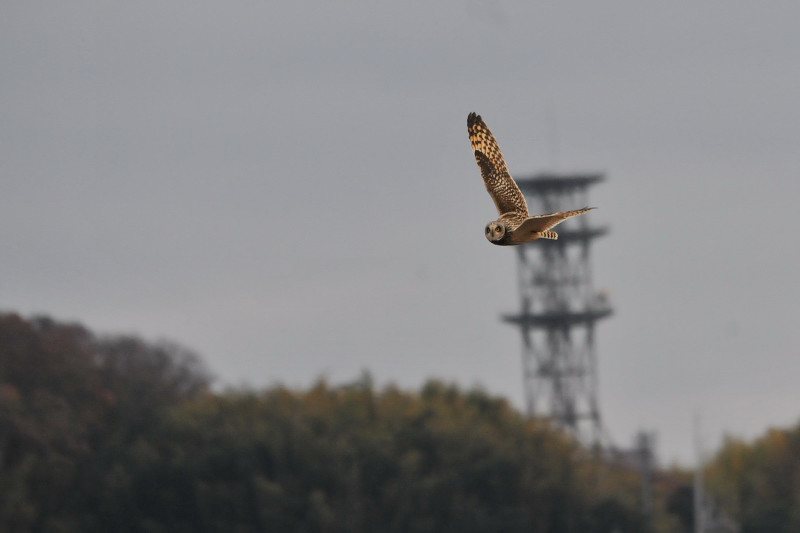 コミミズク （９態-4）　成鳥　淀川右岸　大阪府　2014/12/29　Photo by Takase