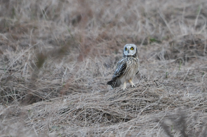 コミミズク （９態-8）　成鳥　淀川右岸　大阪府　2014/12/29　Photo by Takase