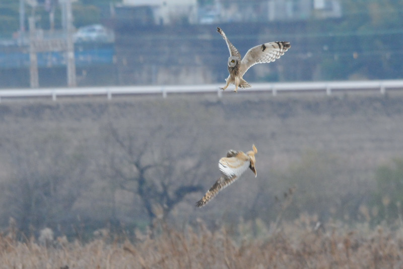 コミミズク （９態-5）　成鳥　淀川右岸　大阪府　2014/12/29　Photo by Takase
