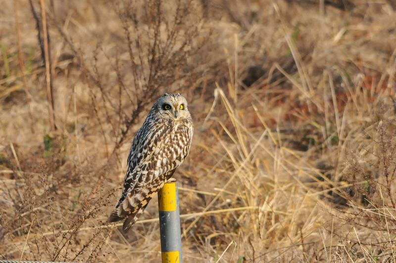 コミミズク （９態-6）　成鳥　淀川右岸　大阪府　2014/12/29　Photo by Takase