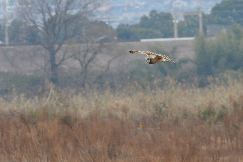 コミミズク （９態-7）　成鳥　淀川右岸　大阪府　2014/12/29　Photo by Takase