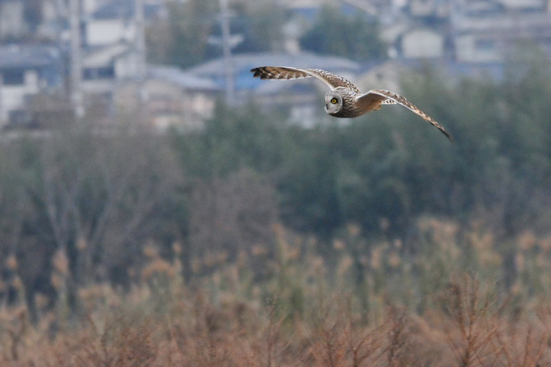 コミミズク （９態-9）　成鳥　淀川右岸　大阪府　2014/12/29　Photo by Takase