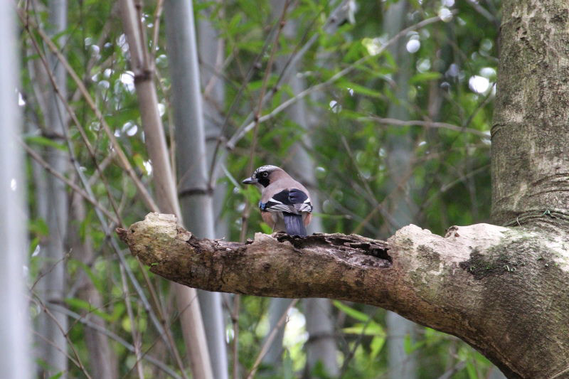 カケス （２態-1）