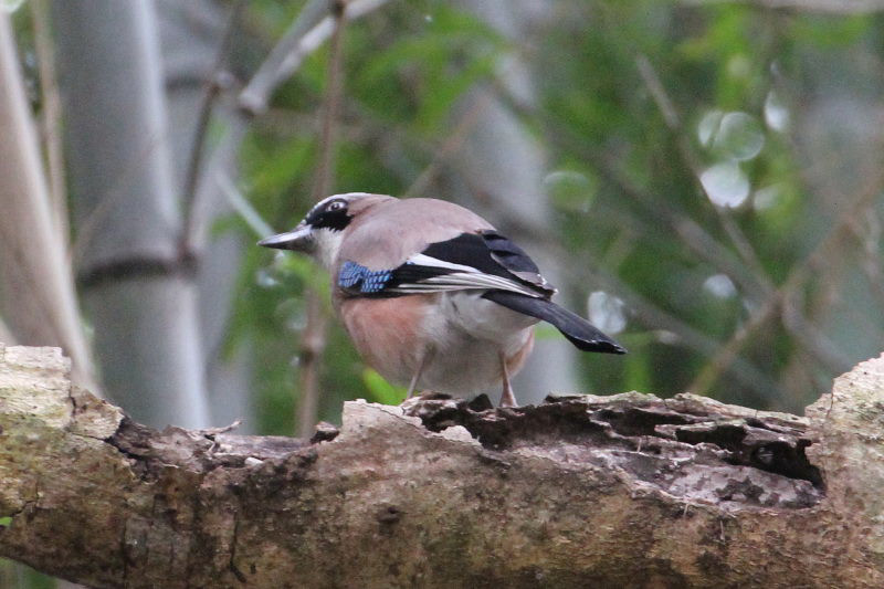 カケス （２態-2）