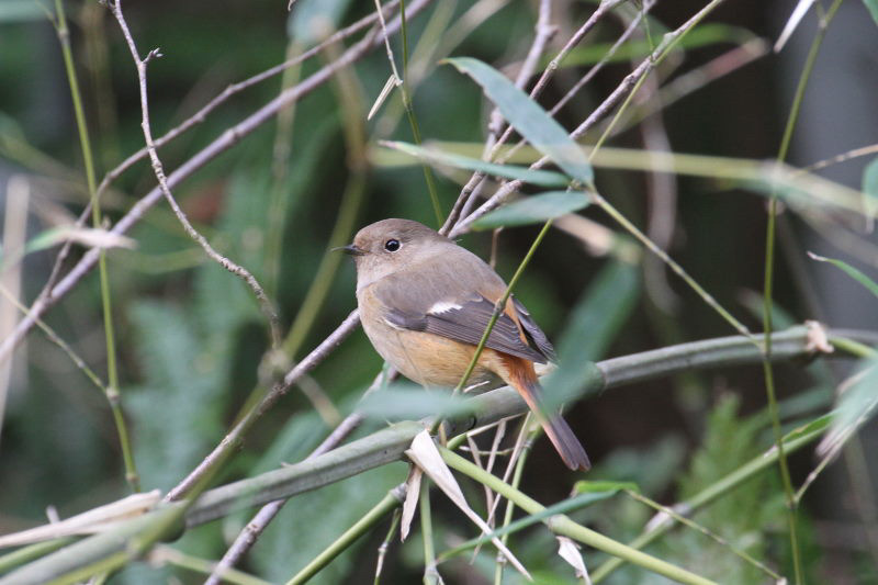 ジョウビタキ ♀