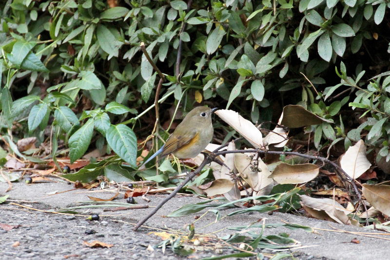 ルリビタキ ♀ （２態-1）