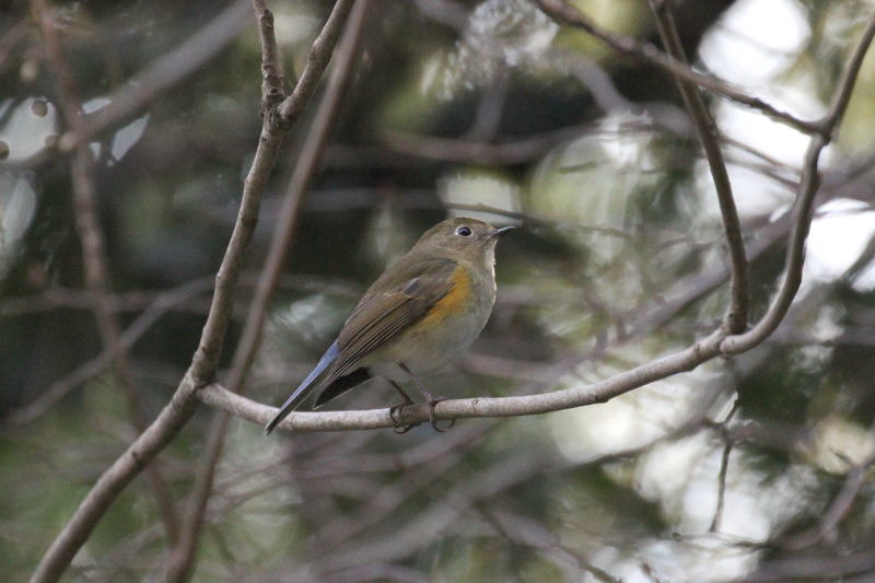 ルリビタキ ♀ （２態-2）