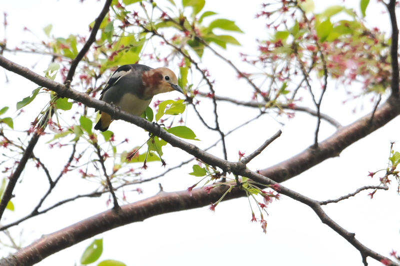 男山の鳥たち　コムクドリ　八幡市　2015/04/16　Photo by Takase