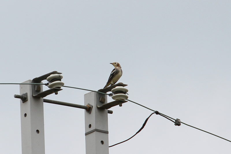 RNh@@s@J@2017/09/27@Photo by Manda