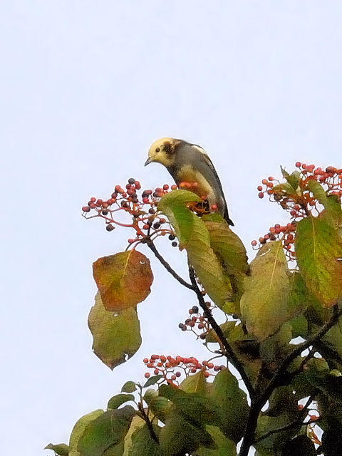 ① コムクドリ ♂　成鳥　山中湖　山梨県　2011/09/18　Photo by Kohyuh