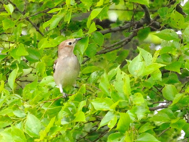 コムクドリ♀ (3態-1) 川北公園 八幡市 2016/04/25 Photo by Kohyuh コムクドリ♀ (3態-1) 川北公園 八幡市 2016/04/25 Photo by Kohyuh