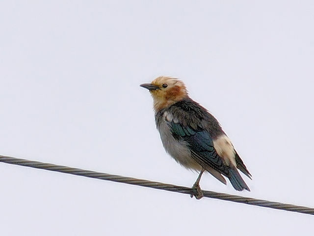 ① コムクドリ ♂　成鳥　山中湖　山梨県　2012/06/10　Photo by Kohyuh