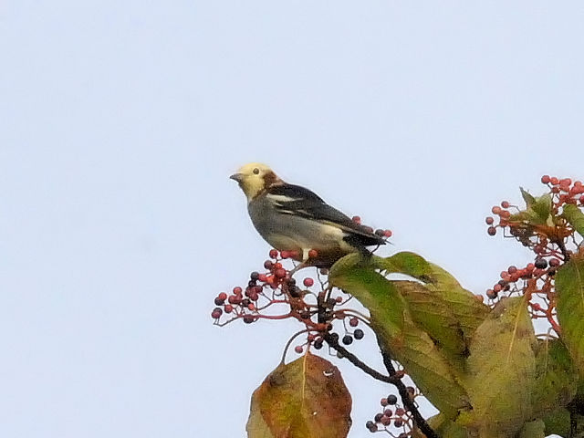 ② コムクドリ ♂　成鳥　山中湖　山梨県　2011/09/18　Photo by Kohyuh